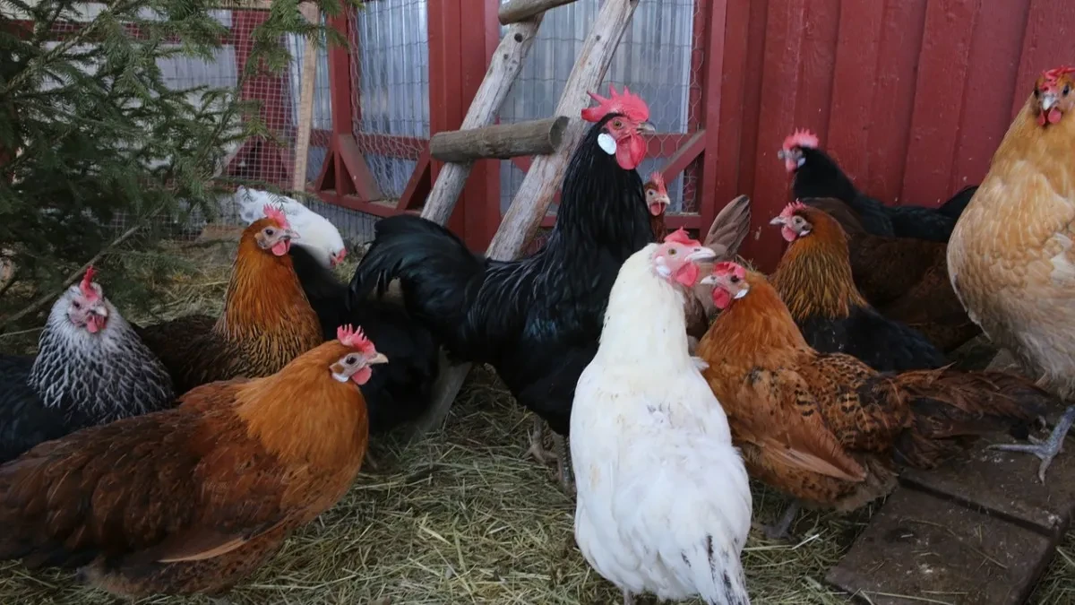 Farmer tvrdi da mu je muzika sa svadbe usmrtila 140 kokošaka