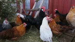 Farmer tvrdi da mu je muzika sa svadbe usmrtila 140 kokošaka