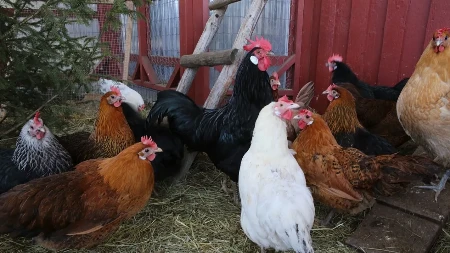 Farmer tvrdi da mu je muzika sa svadbe usmrtila 140 kokošaka