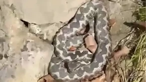 Jedna od najopasnijih evropskih otrovnica uočena na Zlatiboru