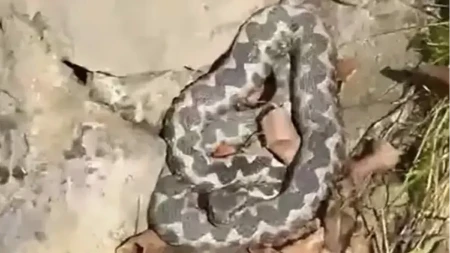 Jedna od najopasnijih evropskih otrovnica uočena na Zlatiboru