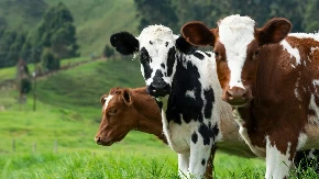Gasi se porodična tradicija: Još jedna farma ide na prodaju