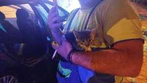 Banjalučki vatrogasci dva puta spašavali mačku (FOTO)