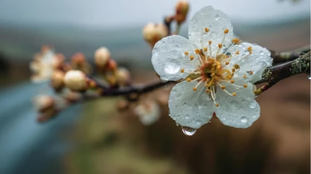 Prognoza za danas: U ovim krajevima kiša