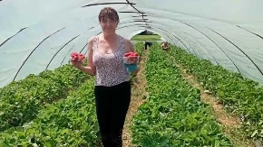 Najbolje jagode zriju u Seferovcima: Slavica i Rade majstori za uzgoj (FOTO)