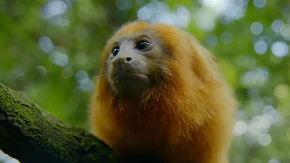 Ženka rijetkog majmuna vraćena u zoo-vrt nakon 11 godina "ropstva"