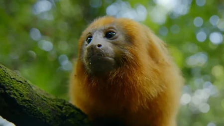 Ženka rijetkog majmuna vraćena u zoo-vrt nakon 11 godina "ropstva"