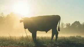 Bik ubio muškarca na farmi u Srbiji