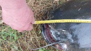 Ribari upecali riječno čudovište od skoro 3 metra (FOTO)