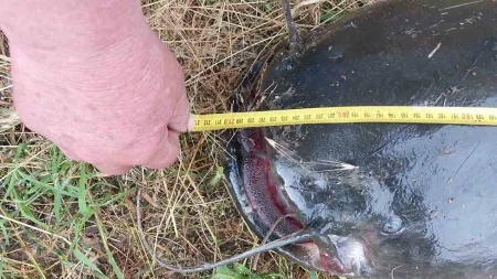 Ribari upecali riječno čudovište od skoro 3 metra (FOTO)
