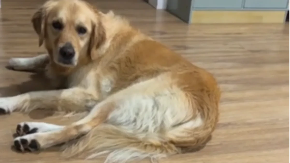 Veterinar otkrio: Ako vas napadne pas samo izgovorite ovu riječ koja će vas spasiti