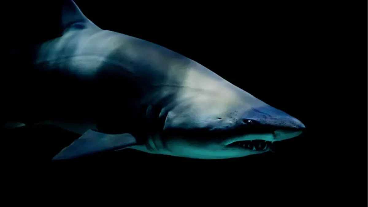 Panika na Jadranu: Kod Hvara snimljena ogromna ajkula, video obilazi region