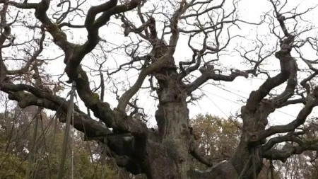 Kraj šumske legende: Hrast Robina Huda odumire poslije 1.200 godina (VIDEO)