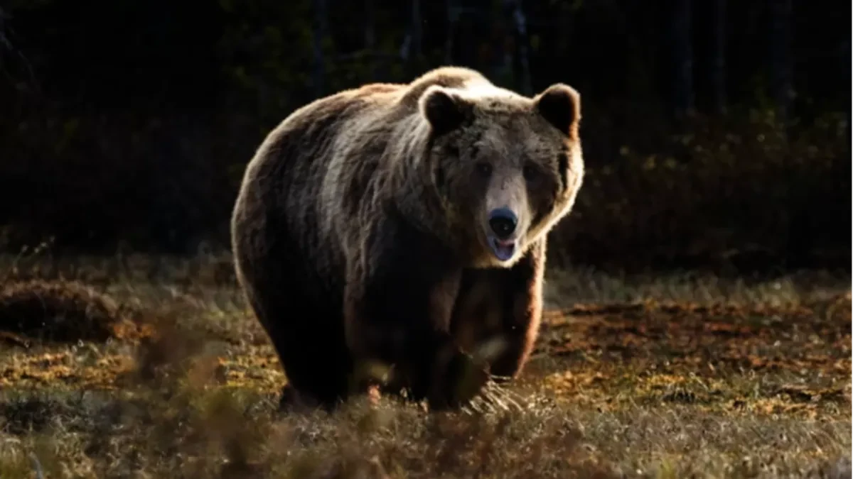 Uočen medvjed kod Doboja, mještani pozvani na oprez (FOTO)