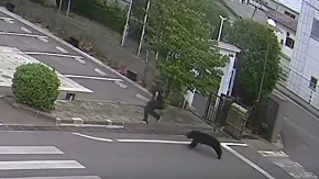 Medvjed povrijedio četiri osobe: Škole zatvorene i pokrenuta potraga (VIDEO)