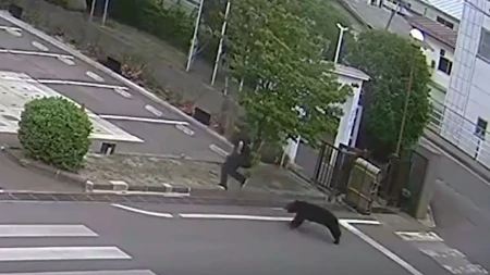 Medvjed povrijedio četiri osobe: Škole zatvorene i pokrenuta potraga (VIDEO)