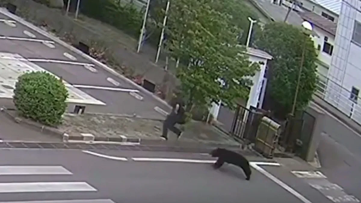 Medvjed povrijedio četiri osobe: Škole zatvorene i pokrenuta potraga (VIDEO)