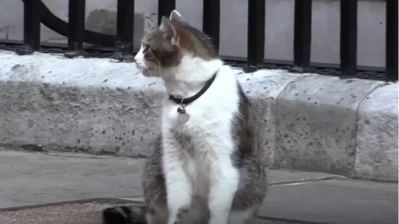 Simbol Dauning strita : Dok premijeri padaju, mačak Lari mirno posmatra smjene vlasti
