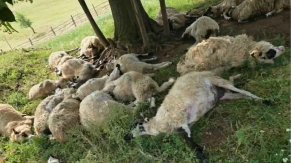 Jako nevrijeme u Zvorniku: Grom usmrtio stado ovaca, komšije pritekle u pomoć