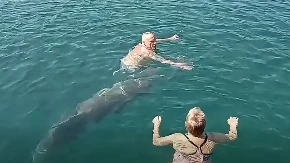 Prizor koji je oduševio turiste: Delfin se pojavio među kupačima u Dalmaciji (VIDEO)
