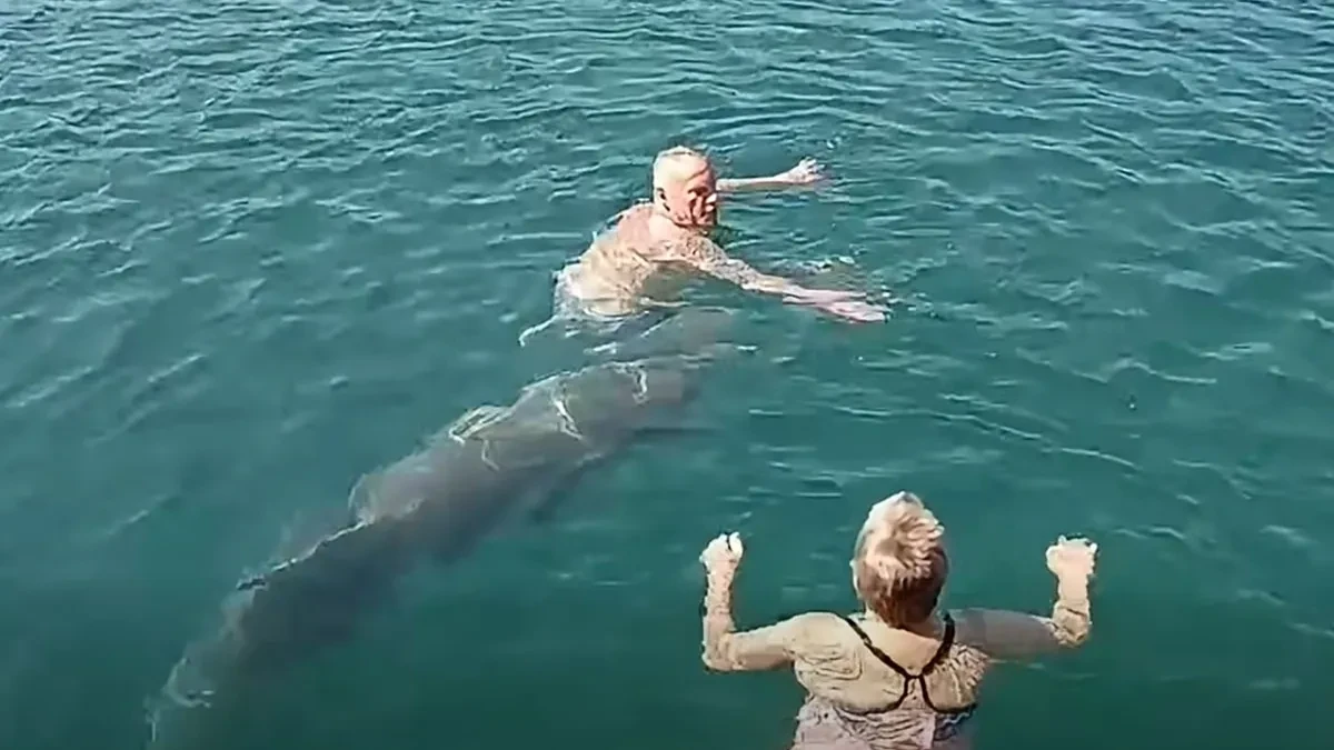 Prizor koji je oduševio turiste: Delfin se pojavio među kupačima u Dalmaciji (VIDEO)