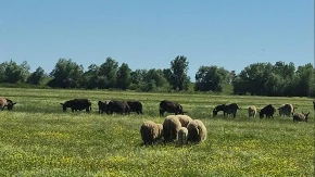 Grom ubio 90 ovaca, pastir zatekao jeziv prizor