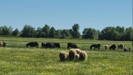 Grom ubio 90 ovaca, pastir zatekao jeziv prizor
