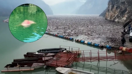 Alarmantni prizori: Građani BiH sve češće bacaju leševe životinja u rijeke i jezera