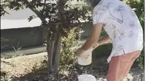 "Četvrti dan bez vode": Banjalučanin mlijekom zalio cvijeće ispred Vodovoda (VIDEO)