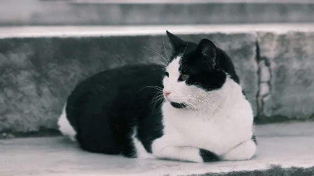 Bura zbog pasa i mačaka u Banjaluci: Šta je već propisano, a šta bi bilo novo (FOTO)