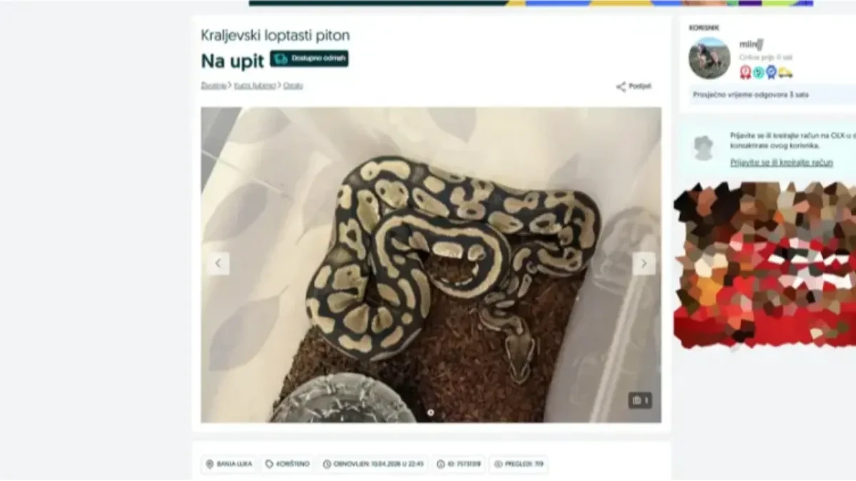 Egzotika na domaćem tržištu: Stotine posjeta oglasu u kojem se prodaje kraljevski piton iz Banjaluke