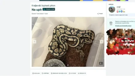 Egzotika na domaćem tržištu: Stotine posjeta oglasu u kojem se prodaje kraljevski piton iz Banjaluke