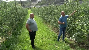 Kiša pogodovala voću u Potkozarju: Voćari zadovoljni stanjem u zasadima