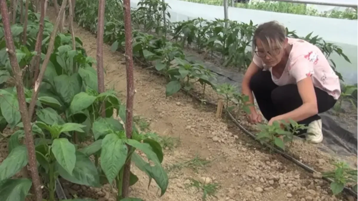U čudesnom vrtu u Usori raste najskuplja vrsta paprike: Doseže vrtoglavi iznos od 20.000 dolara (VIDEO)