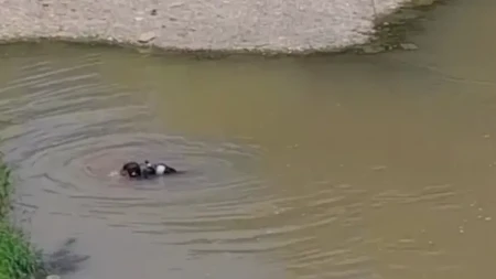 Tragedija u Srbiji: Utopili se devojčica i dva dječaka