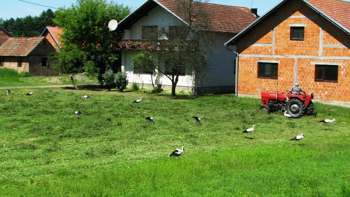 Kad traktori utihnu, rode kolo vode: Stoljetno prijateljstvo čovjeka i ptica u Potkozarju (FOTO)