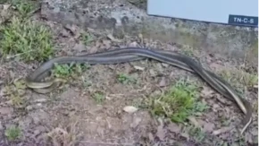 Šetači na Banj brdu svjedočili nesvakidašnjoj sceni: Zmije u ljubavnom zanosu (VIDEO)