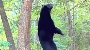 Medvjed pokušao da se počeše o drvo, pa sve krenulo po zlu (VIDEO)