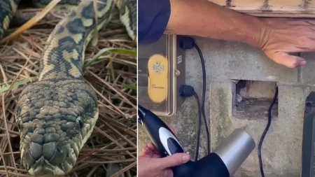 Ovo nikada niste vidjeli! Uhvatio opasnu zmiju uz pomoć fena za kosu