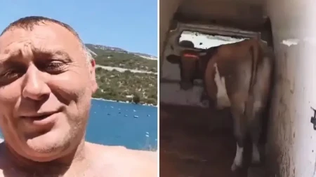 Snimak iz Neuma postao viralan: Poveo kravu na more jer nije imao kome da je ostavi (VIDEO)