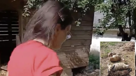 Psi lutalice zaklali ovce u domaćinstvu kod Doboja