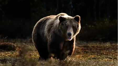 Medvjed kod Foče usmrtio konja porodici Bodiroga, domaćin opisao jeziv prizor