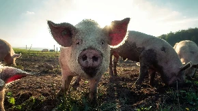 Afrička kuga svinja ponovo u Srpskoj: Potrebna maksimalna opreznost