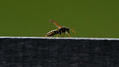 Opasnost od uboda stršljena: Simptomi, prva pomoć i kada se obratiti ljekaru