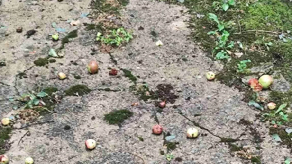 Grad i oluja zbrisali rod u Srebrenici, berba prekinuta u posljednjem trenutku