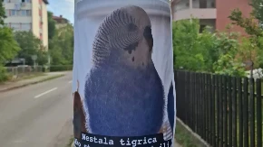 Nesvakidašnja potraga u banjalučkom naselju: Mještani tragaju za nestalom tigricom