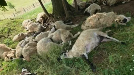 Snažno nevrijeme i udar groma usmrtili cijelo stado ovaca na Kupresu