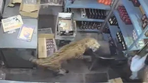 Leopard upao u prodavnicu pića i napao ljude (VIDEO)