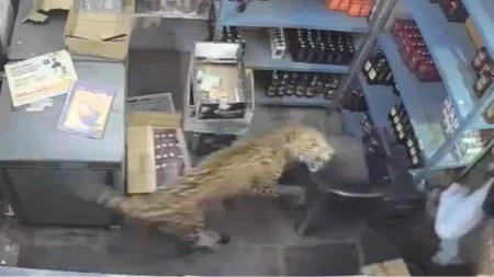 Leopard upao u prodavnicu pića i napao ljude (VIDEO)