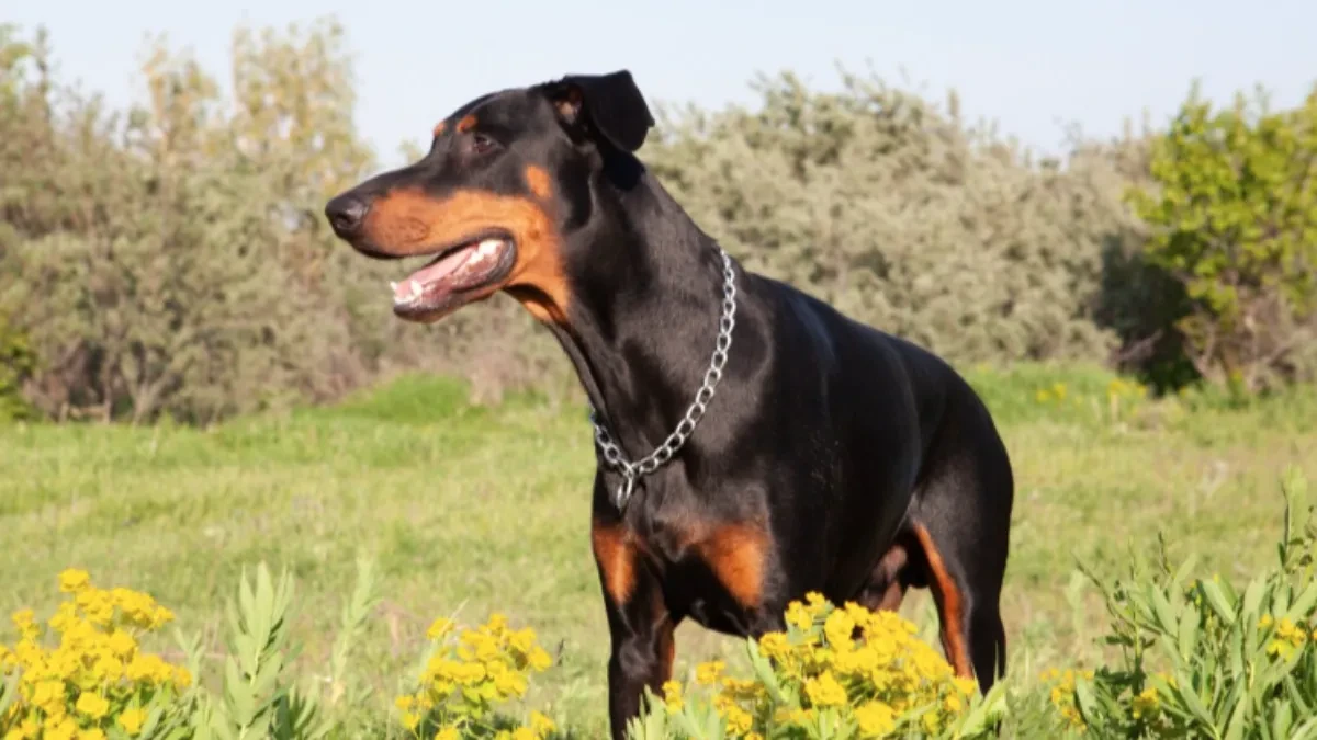 Dobermani izujedali ženu: Zadobila rane po stomaku, rukama i nogama